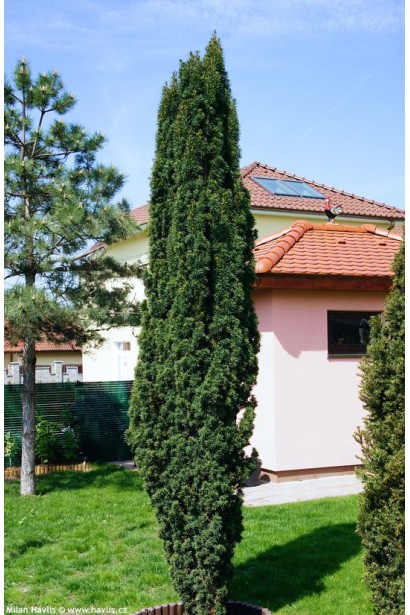 Тис ягідний / європейський Фастігіата Робуста